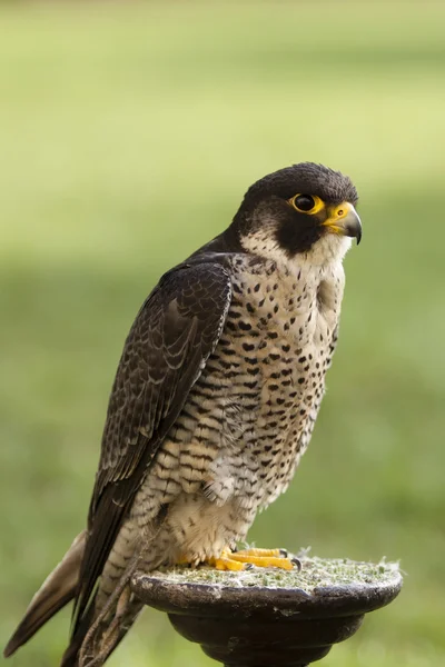 Falkenvogel mit grünem Hintergrund — Stockfoto