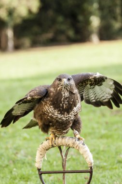 kerkenez kuş yeşil