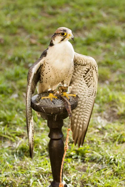 Falcon pták na zelené — Stock fotografie