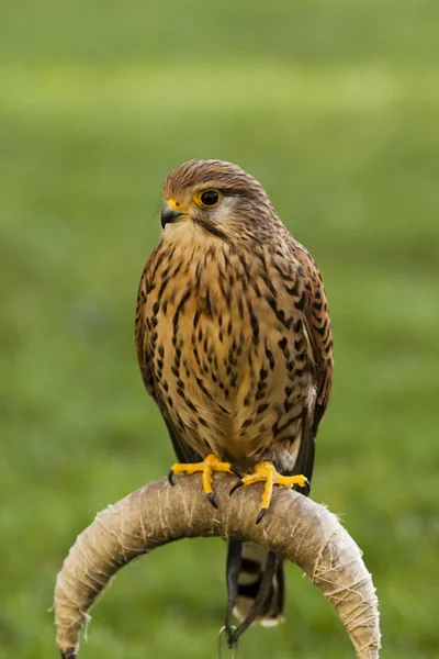 Kestrel fågel på gröna — Stockfoto