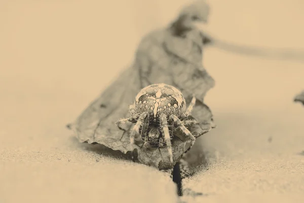 Big Orb spider on the leaf — Stock Photo, Image