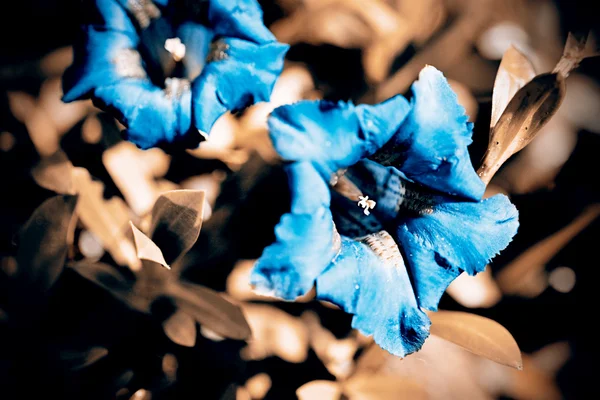 Синий цветок в саду весной — стоковое фото