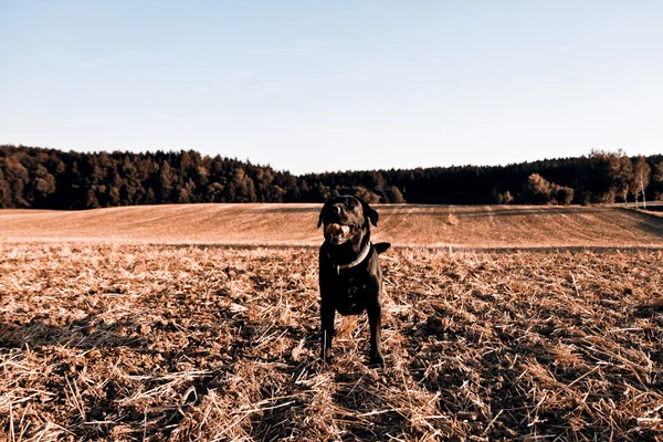 Retriever köpek sonbaharda - siyah — Stok fotoğraf