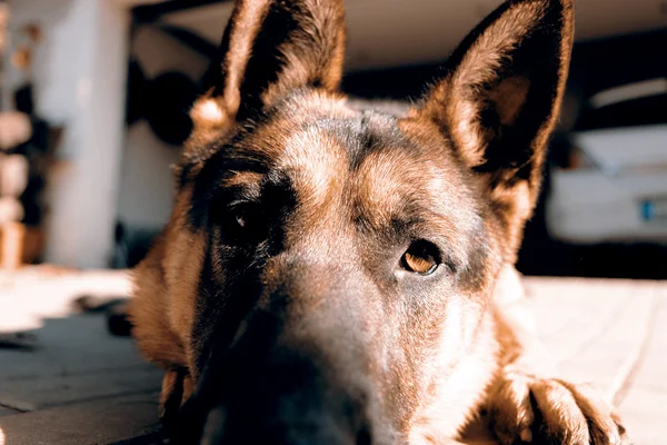 Alman çoban köpeği - köpek baş — Stok fotoğraf