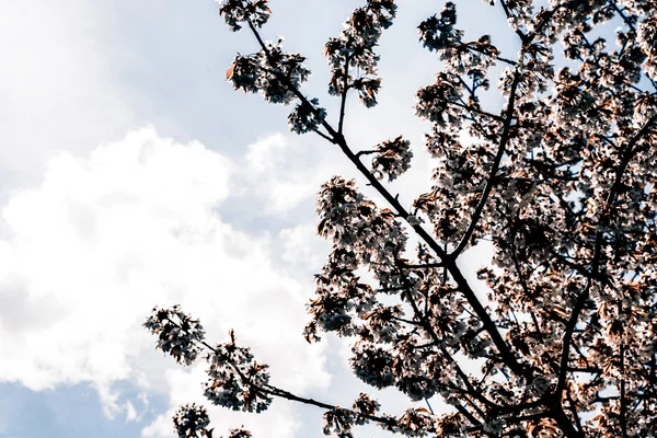 Bloemen abrikoos bloemen boom lente achtergrond natuur — Stockfoto