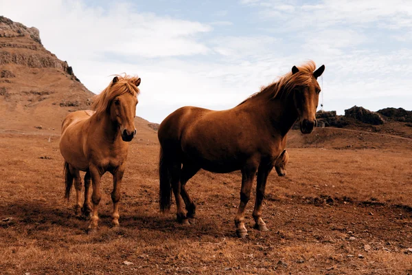 Pferd in freier Wildbahn - Paar — Stockfoto