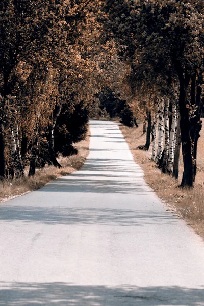 Road to the somewhere between trees — Stock Photo, Image