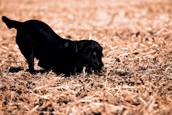 Black Retriever no campo - cão — Fotografia de Stock