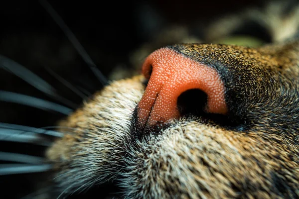 Le nez du chat gros plan — Photo