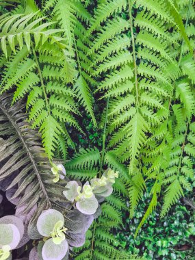 Duvarda bir sürü güzel yapay yeşil bitki süsü var ve onu taze ve güzel gösteriyor. Bahçeyi evin duvarına sahte bitkilerle dekore et, doğa arka planı için. Seçici odak.