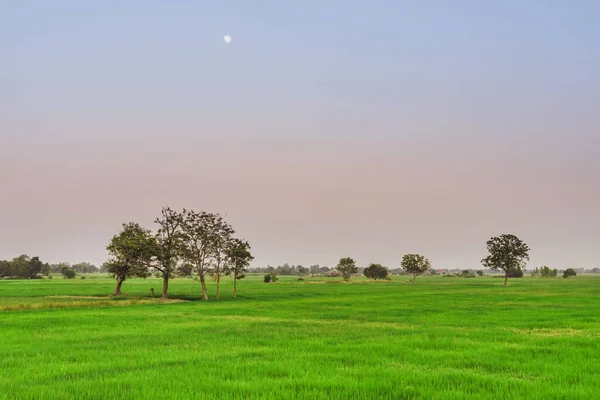 Grupo Garzas Posadas Árbol Campo Arroz Para Relajarse Noche Después — Foto de Stock