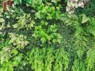 Duvarda bir sürü güzel yapay yeşil bitki süsü var ve onu taze ve güzel gösteriyor. Bahçeyi evin duvarına sahte bitkilerle dekore et, doğa arka planı için. Seçici odak.