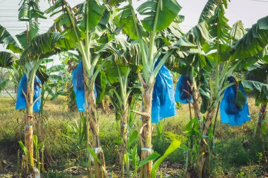 Asyalı çiftçiler böcekleri, kuşları ve Cavendish Muz ekimi için hava tehlikelerini korumak için mavi plastik ambalaj kullanırken muz kalın, eksiksiz ve organik bahçede ürün vermeye başlıyor..