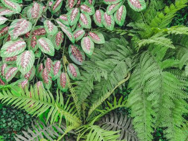 Duvarda bir sürü güzel yapay yeşil bitki süsü var ve onu taze ve güzel gösteriyor. Bahçeyi evin duvarına sahte bitkilerle dekore et, doğa arka planı için. Seçici odak.