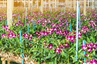 Dendrobium orkidesinin sapına pembe çiçek buketi seradaki fidanlık için sprey suyu, süs için tropikal bitki, doğa için güzel çiçek. Seçici odak.