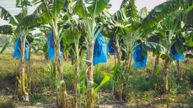 Asyalı çiftçiler böcekleri, kuşları ve Cavendish Muz ekimi için hava tehlikelerini korumak için mavi plastik ambalaj kullanırken muz kalın, eksiksiz ve organik bahçede ürün vermeye başlıyor..
