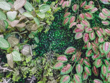 Duvarda bir sürü güzel yapay yeşil bitki süsü var ve onu taze ve güzel gösteriyor. Bahçeyi evin duvarına sahte bitkilerle dekore et, doğa arka planı için. Seçici odak.