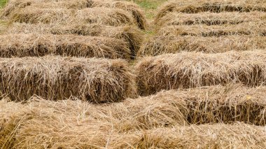 Etkinlik ve parti için saman balyalarından yapılmış koltuklar ve masalar çimenlikte serildi. Kırsalda oturmak için süslenmiş kamış sakalı. Paletler ve saman balyalarından yapılmış mobilyalar. Seçici odak.