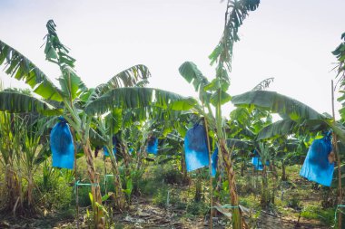 Asyalı çiftçiler böcekleri, kuşları ve Cavendish Muz ekimi için hava tehlikelerini korumak için mavi plastik ambalaj kullanırken muz kalın, eksiksiz ve organik bahçede ürün vermeye başlıyor..