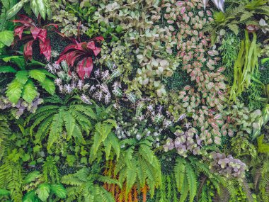 Duvarda bir sürü güzel yapay yeşil bitki süsü var ve onu taze ve güzel gösteriyor. Bahçeyi evin duvarına sahte bitkilerle dekore et, doğa arka planı için. Seçici odak.