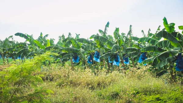 Asian Farmers use blue plastic wrap to protect insects and birds and weather hazards for Cavendish Banana planting while the banana is stout ,Complete and start to yield in the organic garden.