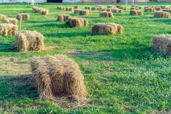 Siedzenia Stoły Wykonane Słomy Beli Imprezę Imprezę Układane Trawniku Słomki — Zdjęcie stockowe