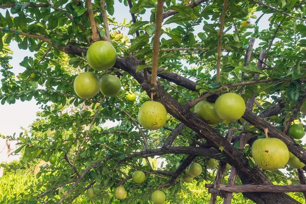 Cerbera Odollam Suicídio Frutas Árvore Uma Ervas Tailandesas Com Propriedades — Fotografia de Stock