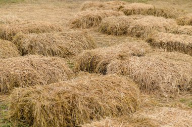 Etkinlik ve parti için saman balyalarından yapılmış koltuklar ve masalar çimenlikte serildi. Kırsalda oturmak için süslenmiş kamış sakalı. Paletler ve saman balyalarından yapılmış mobilyalar. Seçici odak.