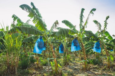 Asyalı çiftçiler böcekleri, kuşları ve Cavendish Muz ekimi için hava tehlikelerini korumak için mavi plastik ambalaj kullanırken muz kalın, eksiksiz ve organik bahçede ürün vermeye başlıyor..