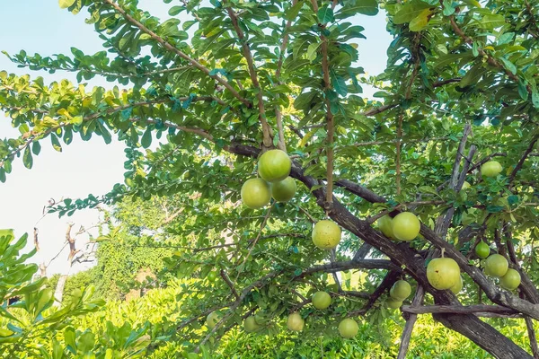 Cerbera Odollamまたはツリー上の自殺果実は プロパティを持つタイのハーブです脱皮剤 痔の花治療に使用されます ポンポン インドの自殺の木 灰色のミルクウッドの果実 選択的焦点 — ストック写真
