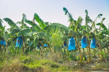 Asyalı çiftçiler böcekleri, kuşları ve Cavendish Muz ekimi için hava tehlikelerini korumak için mavi plastik ambalaj kullanırken muz kalın, eksiksiz ve organik bahçede ürün vermeye başlıyor..