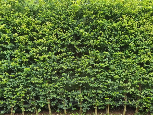 Lunga Siepe Verde Parete Foglie Verdi Erba Verde Trama Della — Foto Stock