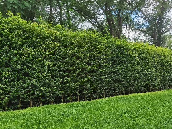 Lange Grüne Hecke Oder Grüne Laubwand Mit Strukturiertem Grünen Rasen — Stockfoto