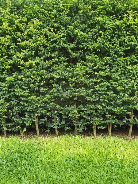 Lange Grüne Hecke Oder Grüne Laubwand Mit Strukturiertem Grünen Rasen — Stockfoto