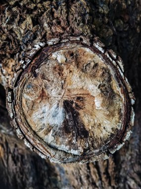 Büyük bir dal kesiği. Kesilen ağaç dalı taze kesik noktasını gösteriyor. Ağaç gövdelerinde büyük dal izleri. Ağacın kabuğunda bir delik. Dalları kesildiği için ağaç kabuğunda bir yara izi. Kalıplı ağaç kahverengi ahşap..