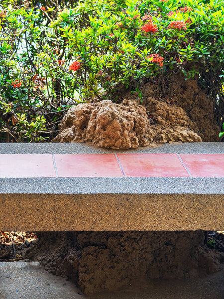 Большой земляной термитник, растущий на бетонной скамейке, образуя необычную природную особенность прямо рядом с густыми зелеными кустами с маленькими красными цветами, напротив плитки на полу террасы и колонны.