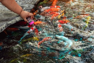 Şişman kadının elleri havuzda yüzen süslü Koi balığı sazan balığı için bir şişe tutuyor. Süt şişesinin yanında balık yemleriyle süslü sazan ya da Koi balığı besliyorum. Renkli balıklar insan eliyle yemek yiyor..