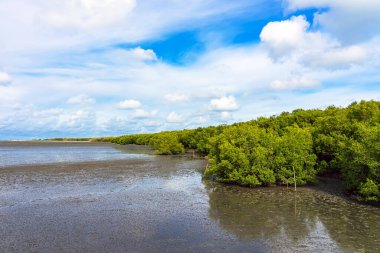 Mangrov ormanlarının ve kıyı boyunca alçak gelgitte çamurlu düzlüklerin güzel manzarası. Dalgalar çekildiğinde nehrin ağzı. Mangrove ormanı alçak gelgit sahilinde. Güzel sahil mangrov ormanları arka planda kalır..