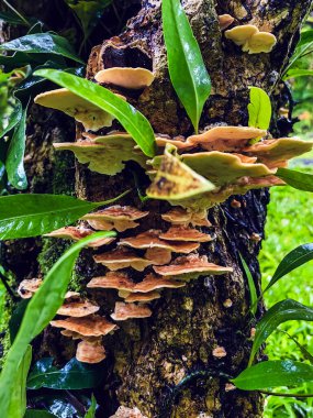 Stereum ostrea (ayrıca sahte hindi kuyruğu ve altın perde kabuğu olarak da bilinir) Stereum cinsinde bir bazidiomycete mantarıdır. Sahte hindi kuyruğuyla ağaç kabuğu büyümüş. Kıllı müzik seti ya da kıllı perde kabuğu.
