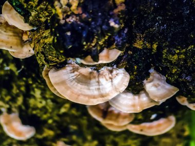 Stereum ostrea (ayrıca sahte hindi kuyruğu ve altın perde kabuğu olarak da bilinir) Stereum cinsinde bir bazidiomycete mantarıdır. Sahte hindi kuyruğuyla ağaç kabuğu büyümüş. Kıllı müzik seti ya da kıllı perde kabuğu.
