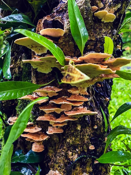 Stereum ostrea (ayrıca sahte hindi kuyruğu ve altın perde kabuğu olarak da bilinir) Stereum cinsinde bir bazidiomycete mantarıdır. Sahte hindi kuyruğuyla ağaç kabuğu büyümüş. Kıllı müzik seti ya da kıllı perde kabuğu.