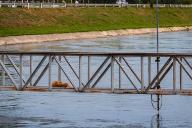 Sokak köpeği nehrin üzerindeki metal köprüde huzur içinde uyuyor. Evsiz köpek, sulama kanalının çelik kiriş yapısında dinleniyor. Kırsal kesimde sokak hayvanlarının hayatta kalmasının özü