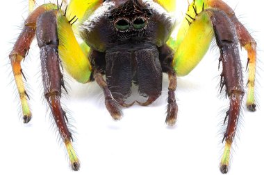 Tüm eklembacaklı özelliklerini gösteren minik bir örümceğin aşırı yakın çekimi.