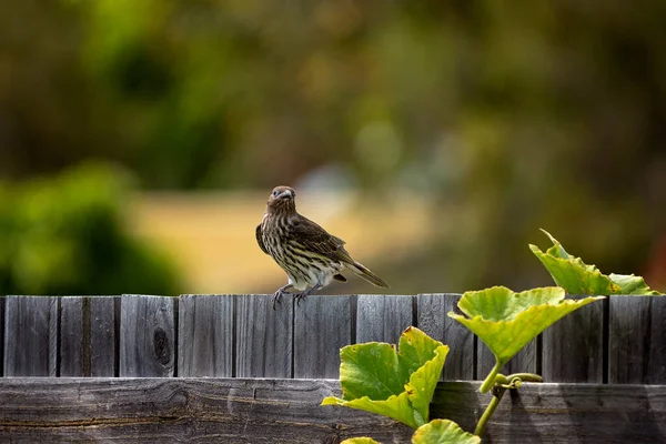 Ein Kleiner Olivenvogel Sitzt Auf Einem Holzzaun Mit Verschwommenem Grünem — Stockfoto