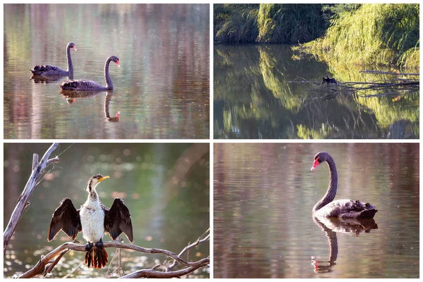 优雅的天鹅在湖面上优雅地滑行 秃鹰在阳光下擦干翅膀 — 图库照片