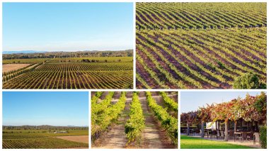 Avustralya üzüm bağında üzüm bağları kolajı