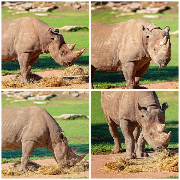 Collage Endangered White Rhinoceros Captivity — Stock Photo, Image