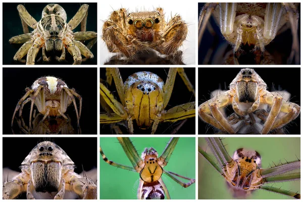 Collage Macro Images Different Spiders Can Found Garden Australia — Stock Photo, Image
