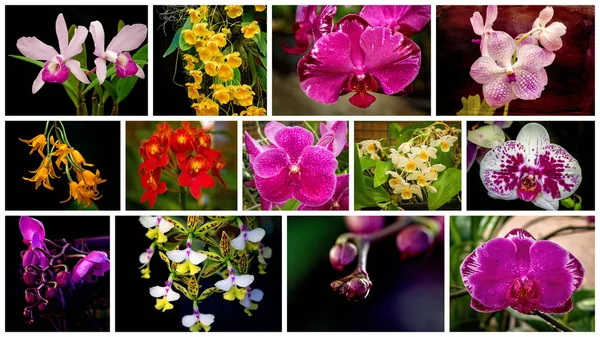 Koláž Detailního Záběru Barevných Orchidejí — Stock fotografie