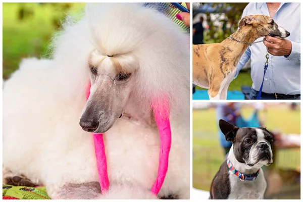 Collage Cani Mostra Attesa Essere Giudicati Una Mostra Canina Campagna — Foto Stock